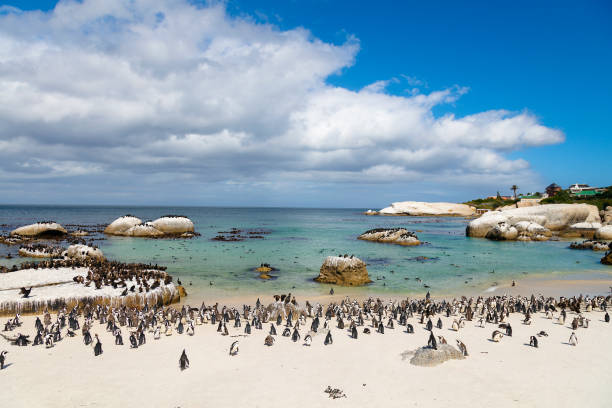 afrikanische pinguine kolonie bei boulders bay in südafrika - penguin colony nobody horizontal stock-fotos und bilder