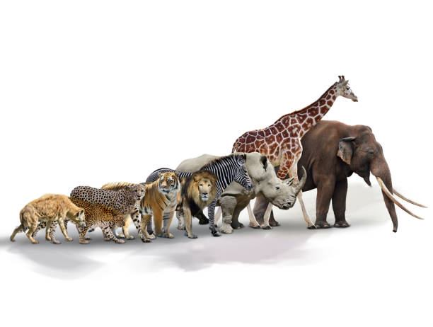 istock Set of African Animals 902060568
