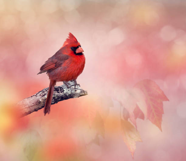 istock Male  Northern Cardinal 902060602