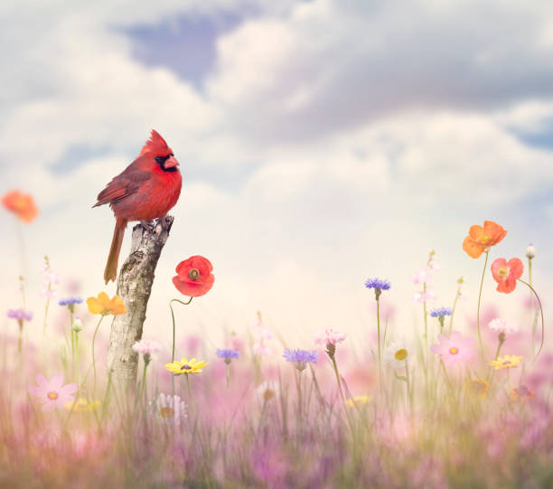 ave cardeal em um campo de flores - cardeal do norte - fotografias e filmes do acervo