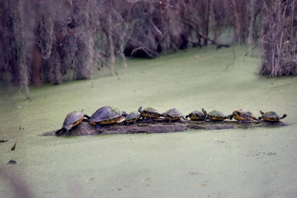 istock Florida Turtles Sunning On A Log 902063198