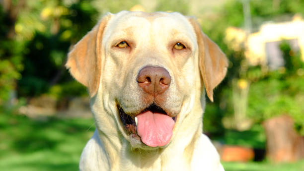 istock Golden Labrador Retriever Dog 902074238