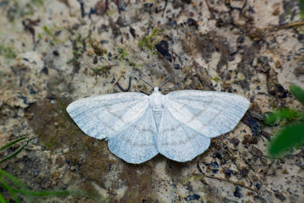 istock Butterfly nocturnal Laelia moth, top view 902074332
