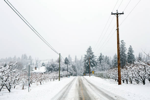 istock Winter Snow Apple Tree Orchard Okanagan Valley 902076670