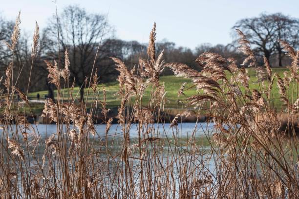 istock Rush at the Pond, Hamstead Heath - London 902077952