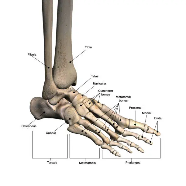 Photo of Woman's Foot Bones Labeled on White