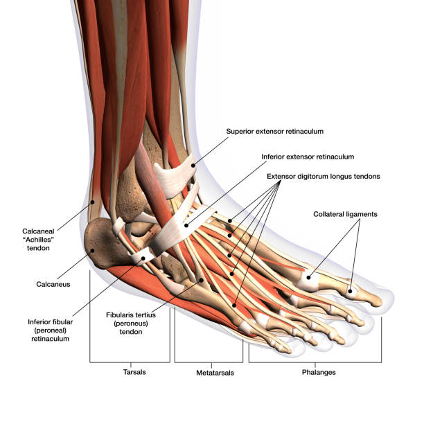 anatomía de pie de la mujer con la etiqueta vista de rayos x en blanco - ligament fotografías e imágenes de stock