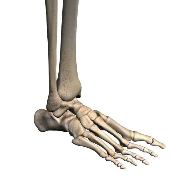 Photo of Woman's Foot Bones on White