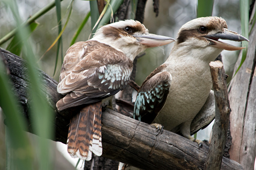 the two laughing kookaburras are sitting in a gum tree