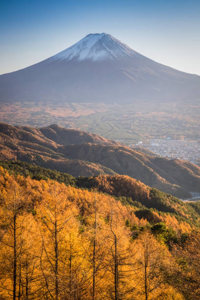 Mount Fuji Mt.Fuji with yellow tree in autumn Lake Kawaguchi stock pictures, royalty-free photos & images