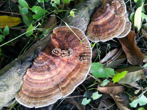 Fungus growing on rotten wood stock photo