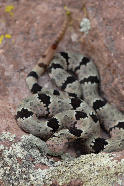 istock Rocks And Rattlesnakes 902087120