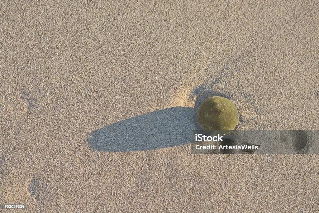 Sandy beach detail plants Sandy beach detail foam abstract shapes lines on waters edge on a sunny windy day in Palma de Mallorca, Spain for background. Abstract Stock Photo