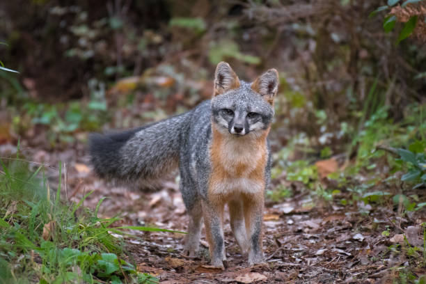 istock California Grey Fox Looking at Camera in Point Reyes 902102292