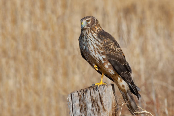 istock Female Northern Harrier Standing on One Leg 902102926