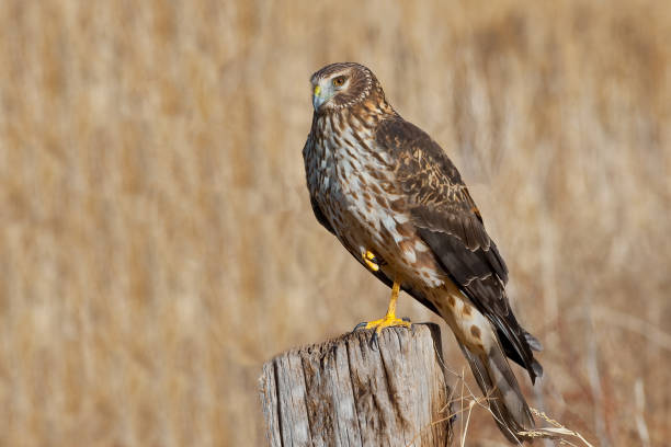 Female Northern Harrier Standing on One Leg The Northern Harrier or Marsh Hawk (Circus cyaneus) is a migratory bird of prey that breeds in the northern hemisphere and winters in the southernmost USA, Mexico and Central America. It hunts by swooping low and following the contours of the land. Its prey consists of mice, snakes, insects and small birds. This female was found in Whitewater Draw Wildlife Area near McNeal, Arizona, USA. jeff goulden sonoran desert stock pictures, royalty-free photos & images