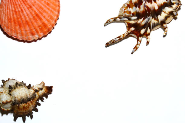 Closeup Crab isolated white background with seashell and coral. Fresh Seafood. Selective Focus. Copy Space Concept