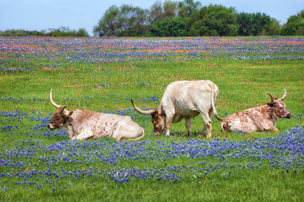 istock Texas longhorn cattle in bluebonnet pasture 902110008