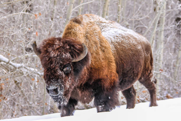 The Amnerican Bison, Bison bison, is a North American animal of the grasslands. Yellowstone National Park, Wyoming. Close-up photo. Tongue.