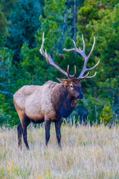 istock Bull elk bugling, Jasper National Park, Alberta, Canada 902110258