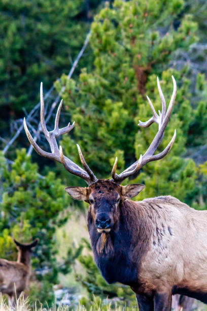 istock Bull elk snacking, Banff National Park, Alberta, Canada 902110270