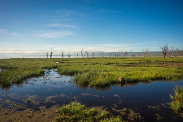 istock Scenic view to lake Nakuru from view point on hill 902112812