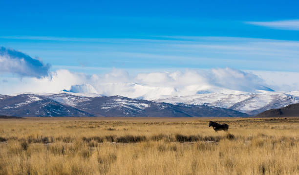istock Mountain panorama of the Kuray steppe 902113426
