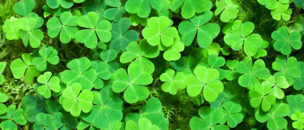 Green background with three-leaved shamrocks. St.Patrick's day holiday symbol. selective focus
