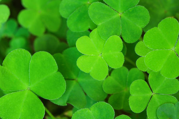 istock green background with three-leaved shamrocks. St.Patrick's day holiday symbol. Shallow depth of field, focus on central  leaf. 902124456