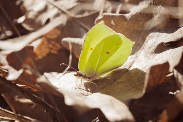 Lemon yellow butterfly on the dry leaves in nature, note shallow depth of field
