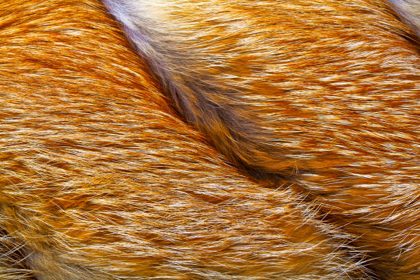 istock Texture of red fox fur, close up 902128852