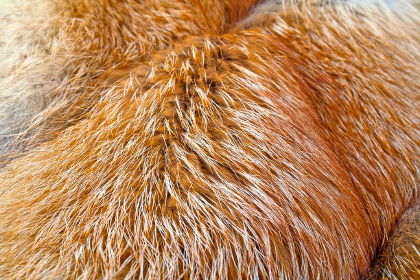 istock Texture of red fox fur, close up 902128904