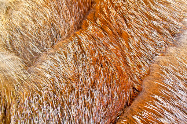 istock Texture of red fox fur, close up 902128914