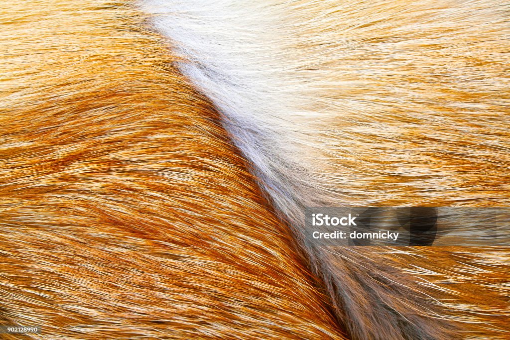 Tekstur bulu rubah merah, merapatkan - Bebas Royalti Anggota tubuh hewan Foto Stok Tekstur bulu rubah merah, merapatkan - Bebas Royalti Anggota tubuh hewan Foto Stok