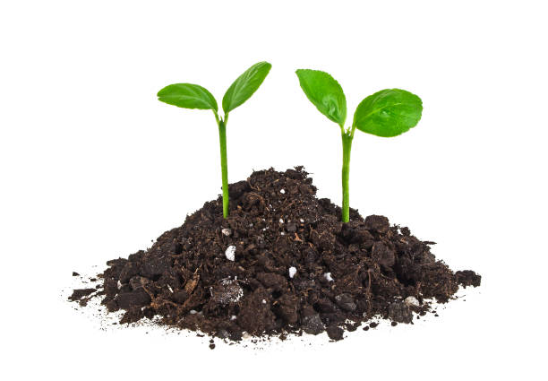istock Young plants with humus isolated on white background 902131738