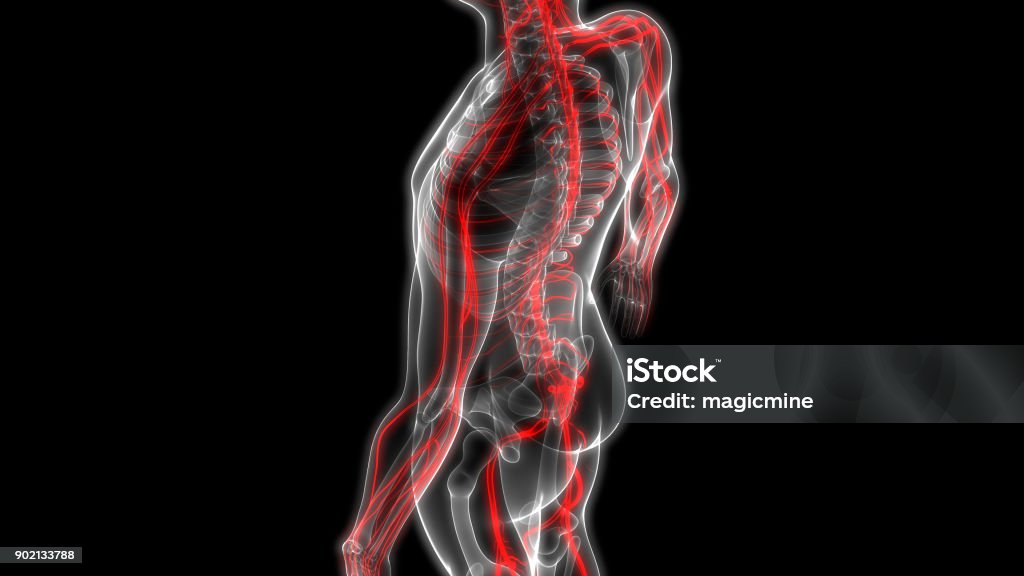 Sistema scheletrico umano con anatomia del sistema nervoso - Foto stock royalty-free di Sistema nervoso