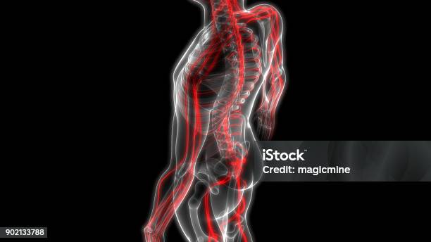 Sistema Scheletrico Umano Con Anatomia Del Sistema Nervoso - Fotografie stock e altre immagini di Sistema nervoso