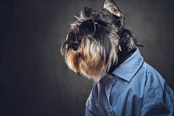 istock A dogs dressed in a blue shirt and sunglasses. 902139838