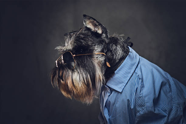 istock A dogs dressed in a blue shirt and sunglasses. 902139894