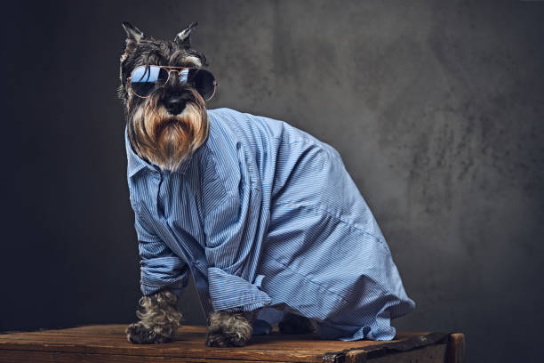 istock A dogs dressed in a blue shirt and sunglasses. 902139914