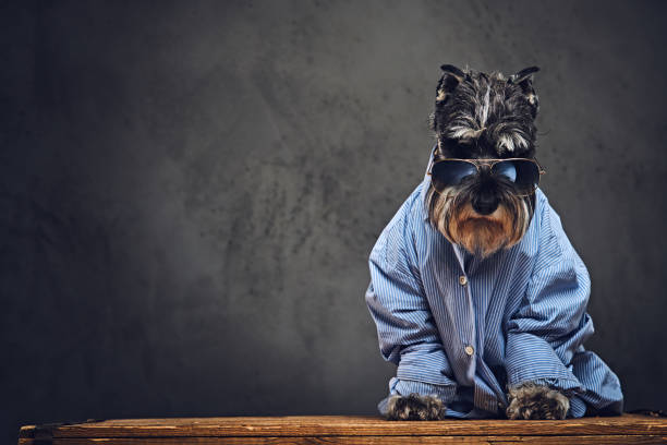 istock A dogs dressed in a blue shirt and sunglasses. 902140024