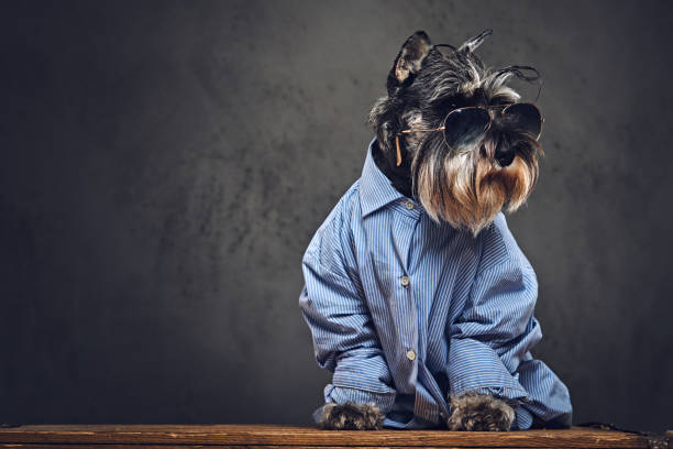 un chien vêtu d’une chemise bleue et lunettes de soleil. - top dog photos et images de collection