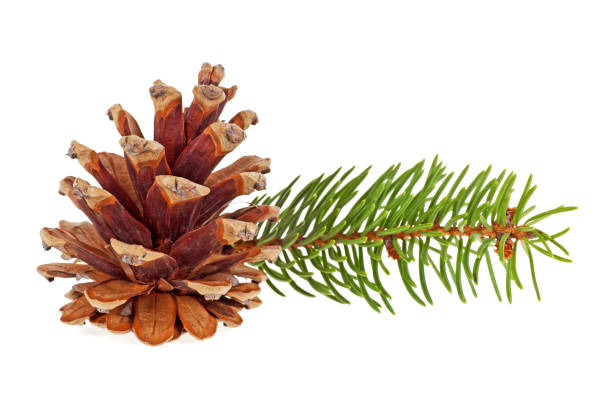 istock Little branch of fir-tree and cone on a white background 902140088