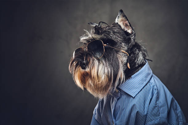 istock A dogs dressed in a blue shirt and sunglasses. 902140114