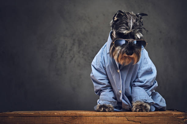 istock A dogs dressed in a blue shirt and sunglasses. 902140170