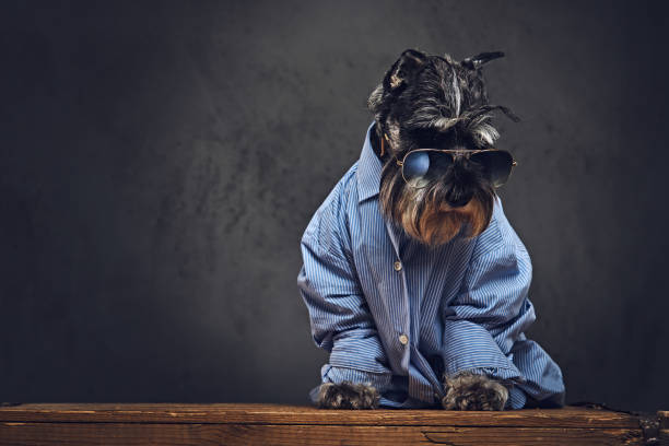 istock A dogs dressed in a blue shirt and sunglasses. 902140190