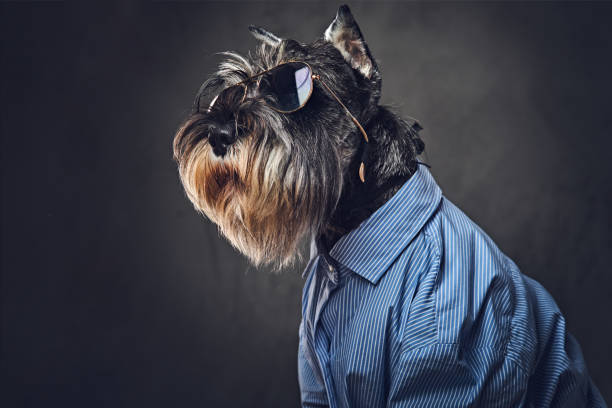 istock A dogs dressed in a blue shirt and sunglasses. 902140218
