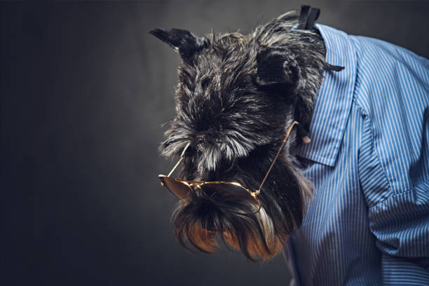 istock A dogs dressed in a blue shirt and sunglasses. 902140246