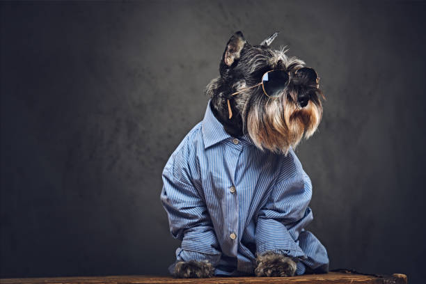 istock A dogs dressed in a blue shirt and sunglasses. 902140274