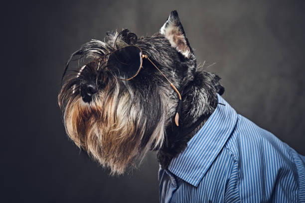istock A dogs dressed in a blue shirt and sunglasses. 902140314